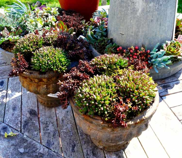 Arranjo suculento em vasos de flores