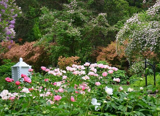 Dicas de cuidados com a primavera de peônia para passarelas em árvores internas