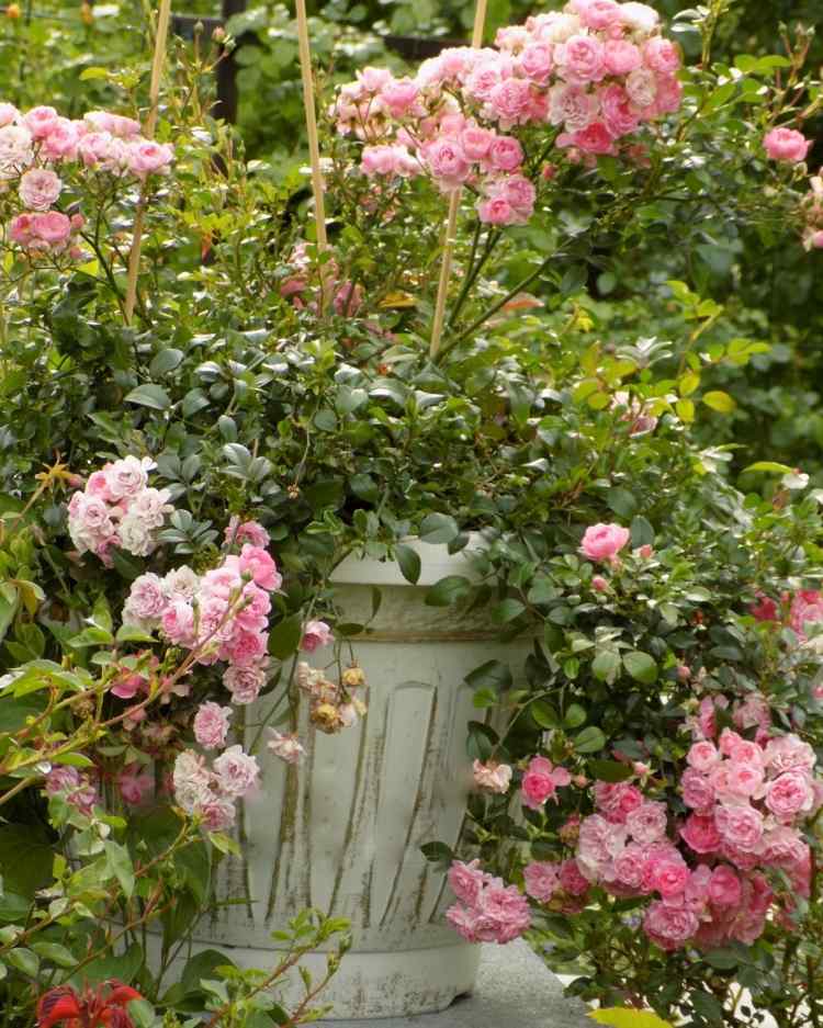 Rosa em vaso rosa adequada para cultivo em recipientes A variedade Fairy