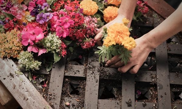 flores de planta instruções de ideias legais