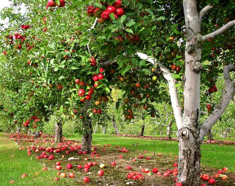 plantar sob árvores frutíferas-pomar-árvores-frutas-vermelhas-macieira