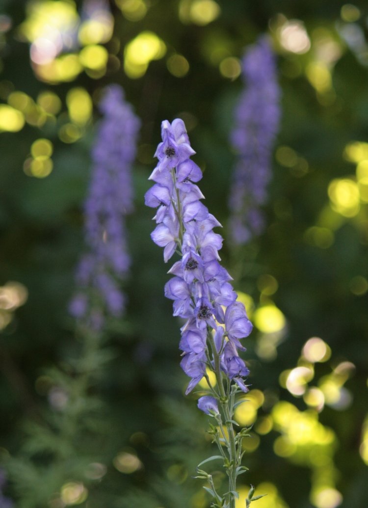 plantando sob árvores frutíferas-pomar-flores-azul-sob-plantio-monkshood-macieira