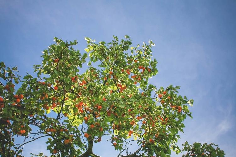 plantas-sob-frutas-árvores-pomares-damasco-árvore-sol-verão