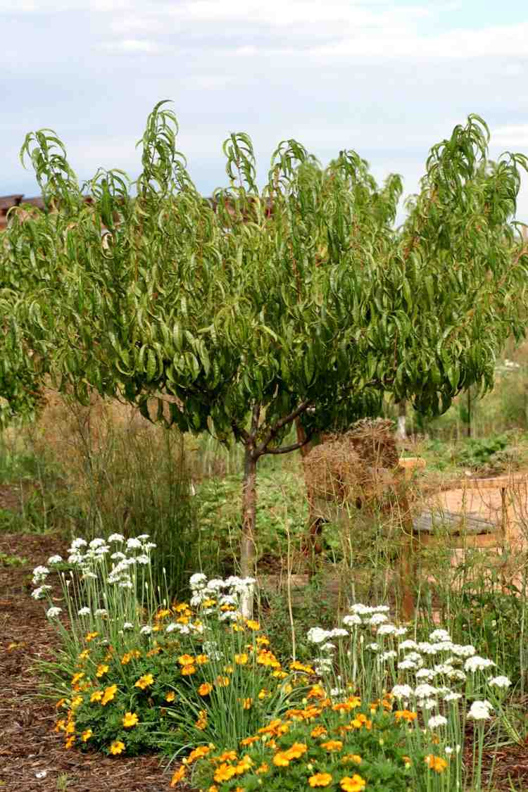 plantas-sob-frutas-árvores-pomares-tipos-plantas-damasco-calêndula