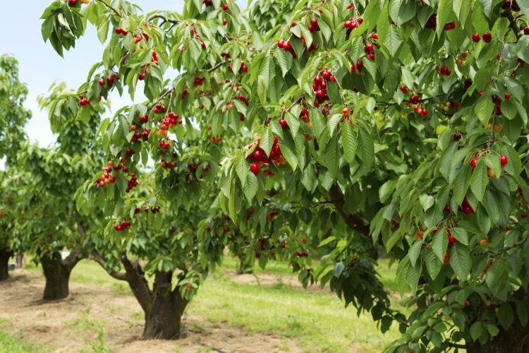 plantas-sob-árvores-frutíferas-pomares-sob-plantio-tipos-adequados-cerejeiras