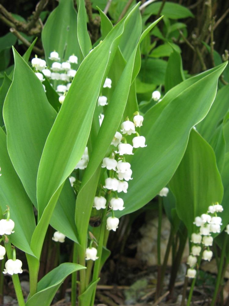 plantas-sob-frutas-árvores-pomares-sob-plantio-venenoso-lírio-branco-do-vale-cereja