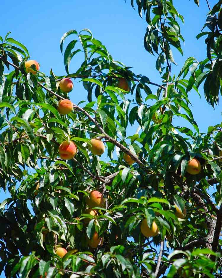 plantas-sob-frutas-árvores-pomares-jardinagem-cuidado-jardinagem-pêssego