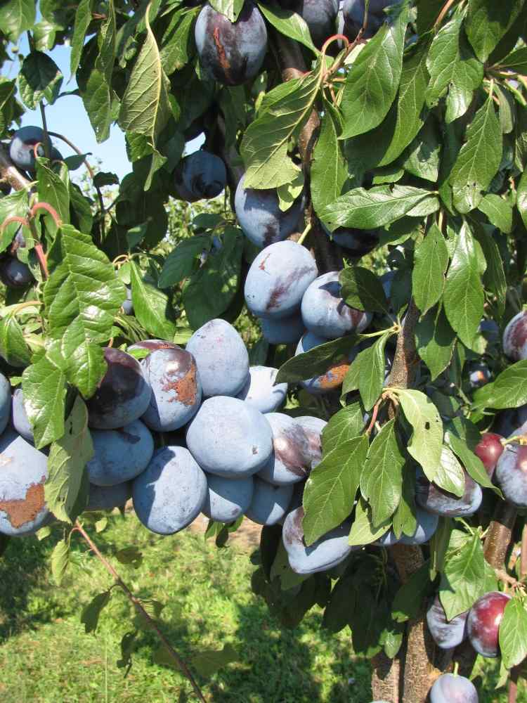 plantas-sob-frutas-árvores-pomares-cultura-ameixa-jardinagem