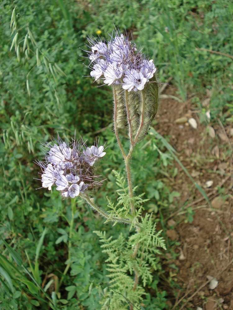 plantas-sob-frutas-árvores-sob-plantio-tipos-pomares-Phacelia-ameixa