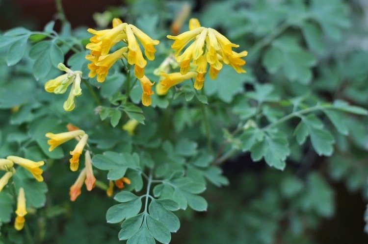 plantas-sob-frutas-árvores-pomares-flor-amarela-variedade-sob-plantio-larkspur-ameixa