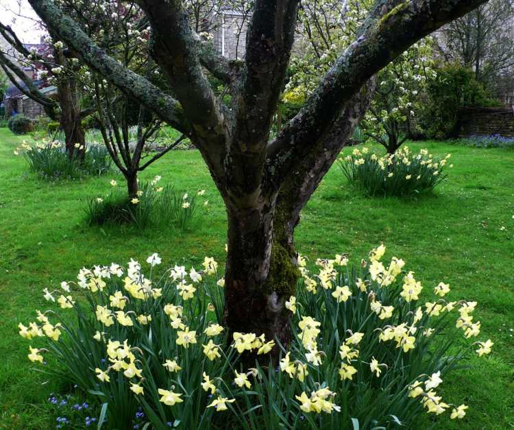 plantas-sob-frutas-árvores-primavera-flores-narcisos-ideia-pomar