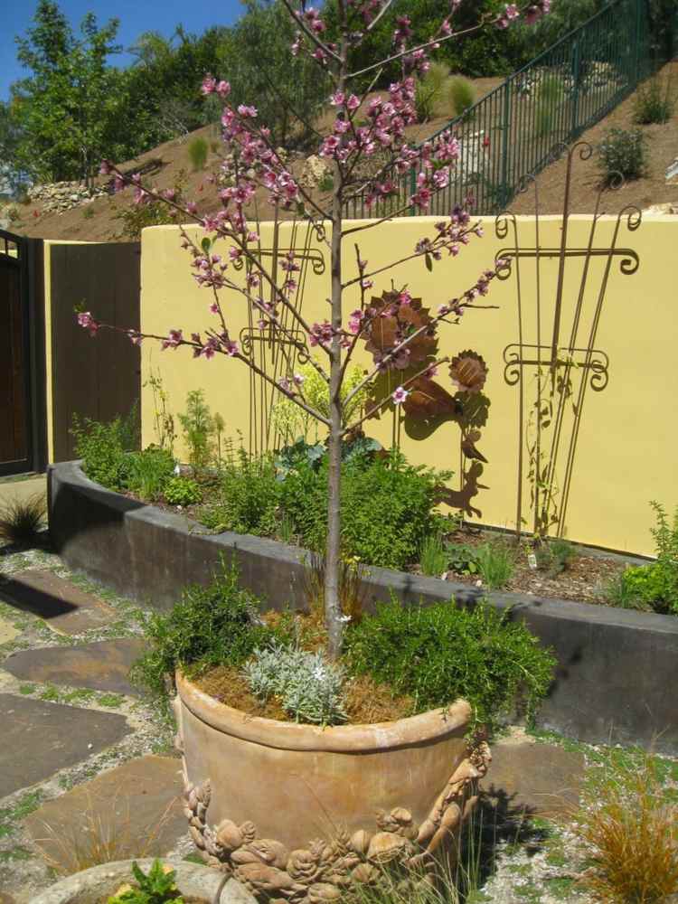 plantas sob árvores frutíferas nectarina-cobertura do solo-flores-rosa