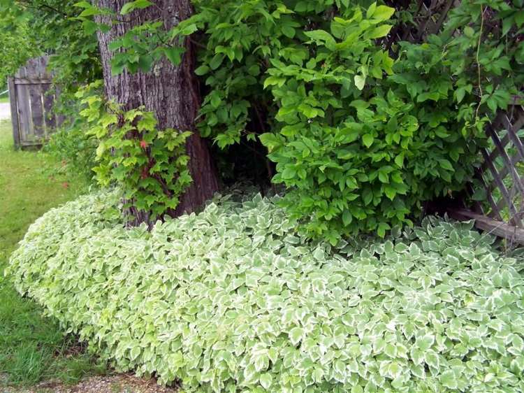 plantas-sob-frutas-árvores-cobertura-solo-funkien-treliça-trepadeira-planta