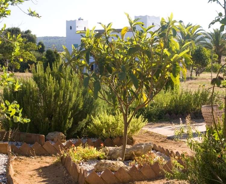 plantar sob árvores frutíferas-pomar-mediterrâneo-jardim-projeto-plantio