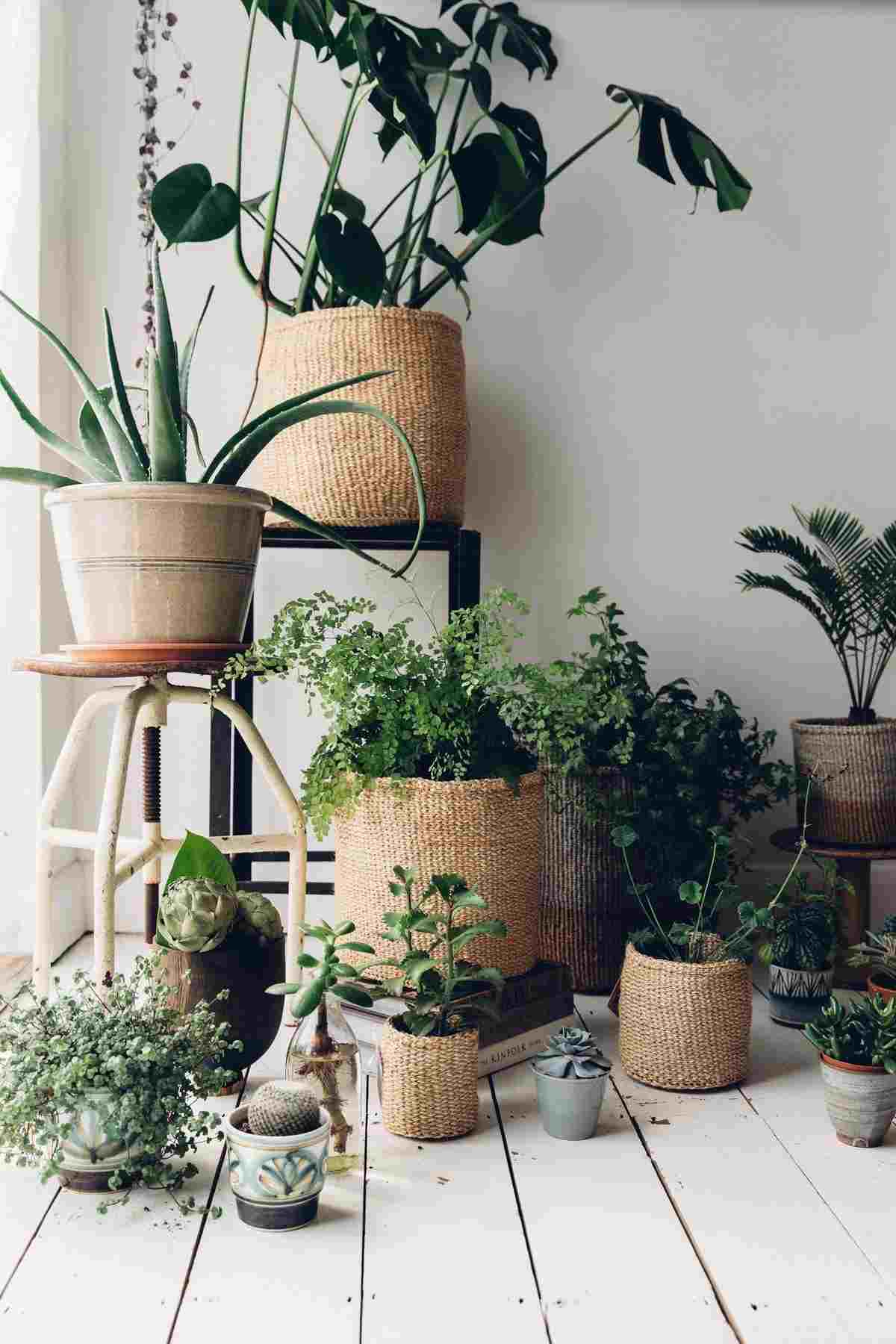 Plantando a cesta de vime instruções idéias design de interiores acessórios vivos tendências de vida