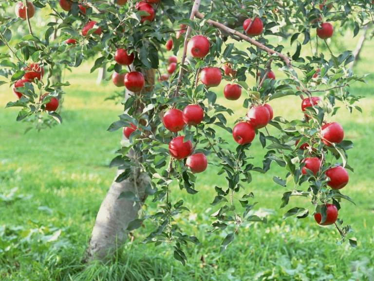 As árvores frutíferas de baixo crescimento são raças especiais com raízes de baixo crescimento