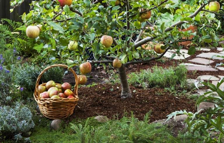 Árvores frutíferas cultivadas como arbustos requerem cuidados, mas são fáceis de colher