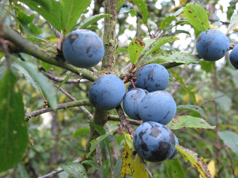 Por ser um arbusto fusiforme, a árvore frutífera precisa de suporte ao longo de sua vida