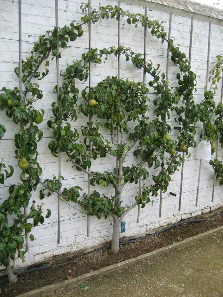 O fruto do espalier pode ser moldado de qualquer forma, mas exige muita manutenção