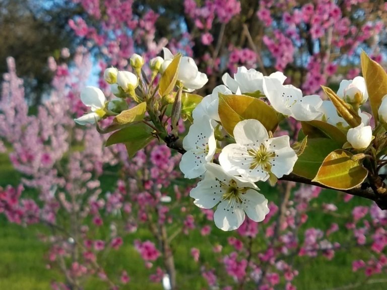 Árvores frutíferas em flor para o jardim como um ornamento e como fruto