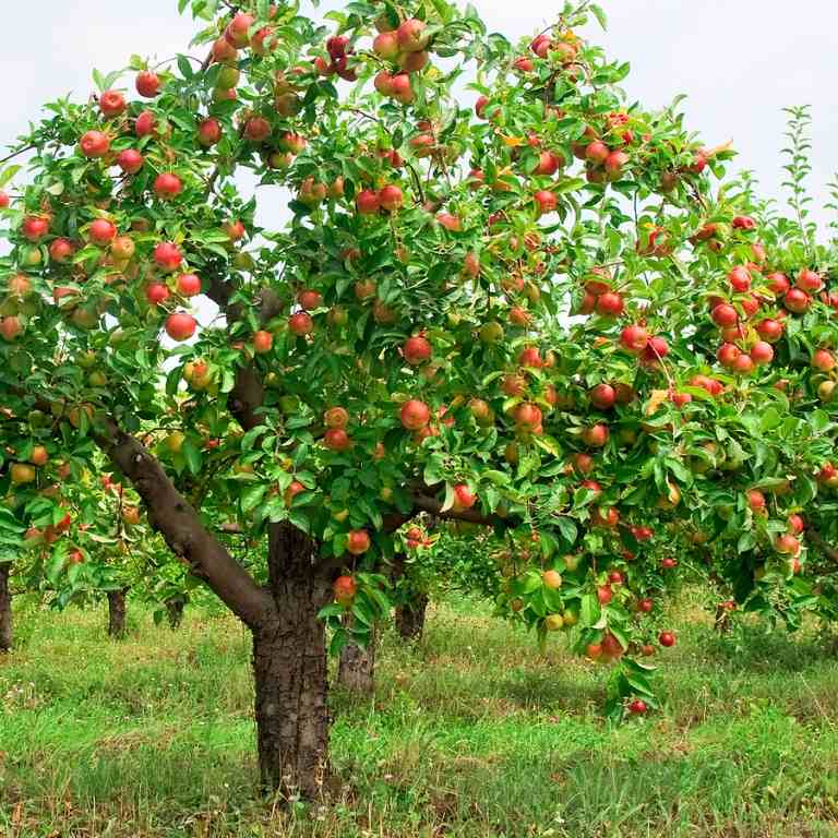 Plante a macieira no jardim e mantenha-a baixa