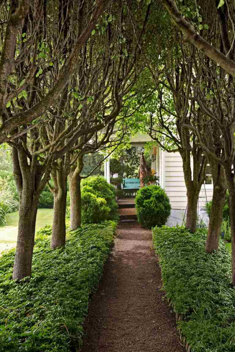 Pereiras para sombra ao longo de um caminho de jardim, combinadas com cobertura do solo