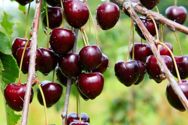 Cultive árvores frutíferas como um arbusto e mantenha-as baixas para uma colheita fácil