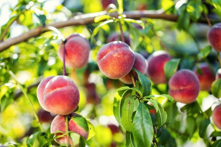 Plantar e cuidar de pêssegos - uma árvore frutífera para o jardineiro amador e iniciantes