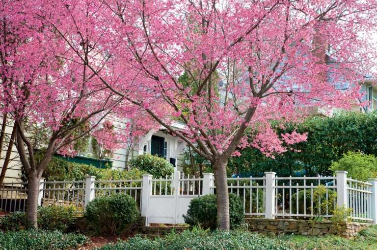 Árvores frutíferas para o jardim adornam com suas flores coloridas na primavera