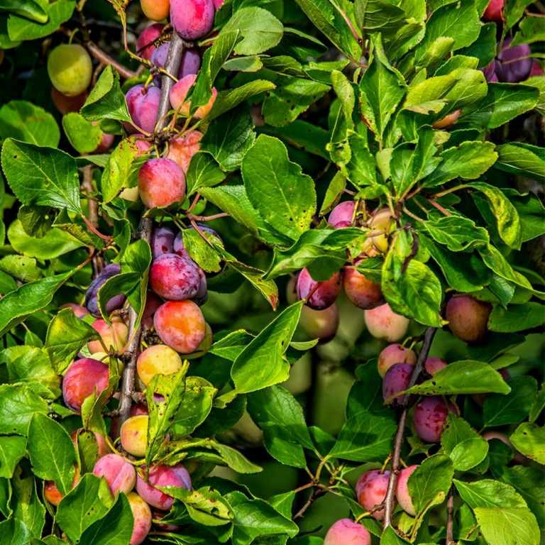 Ameixas, pêssegos, maçãs e peras são árvores frutíferas fáceis de cuidar para o jardim