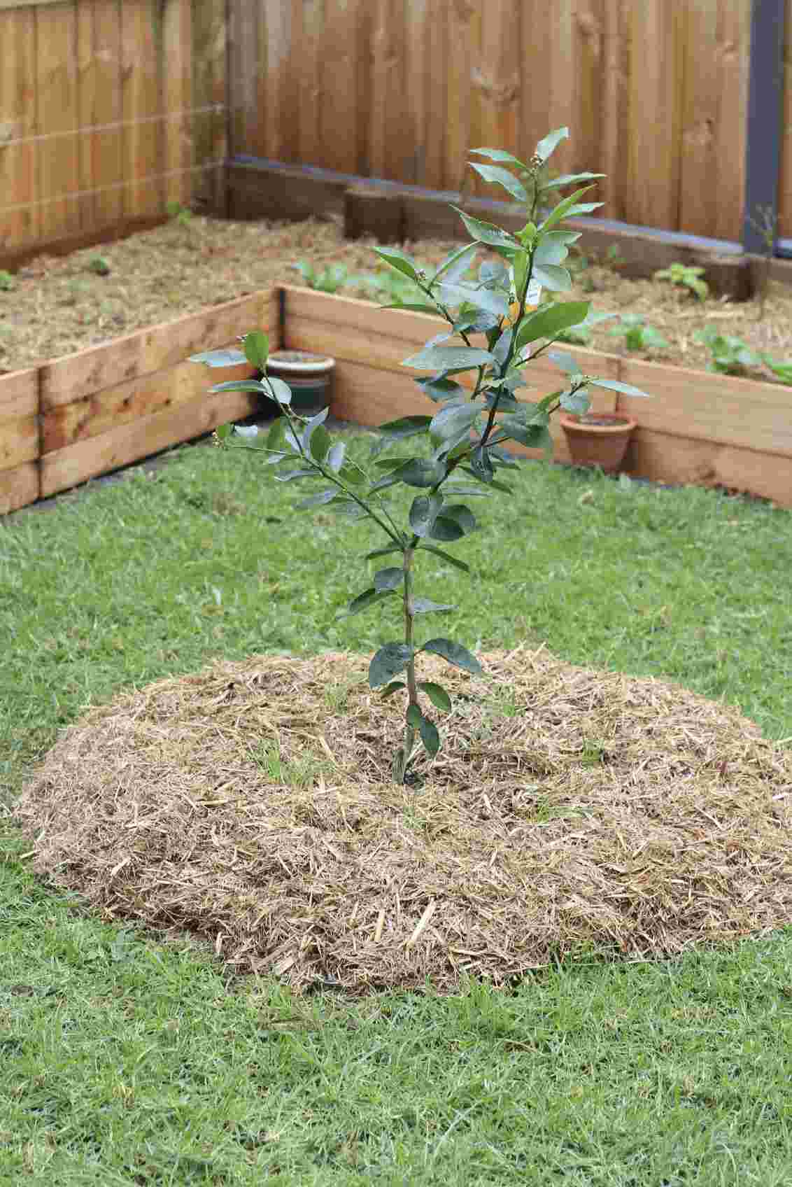 Compre árvores frutíferas de baixo crescimento para o jardim por uma altura baixa