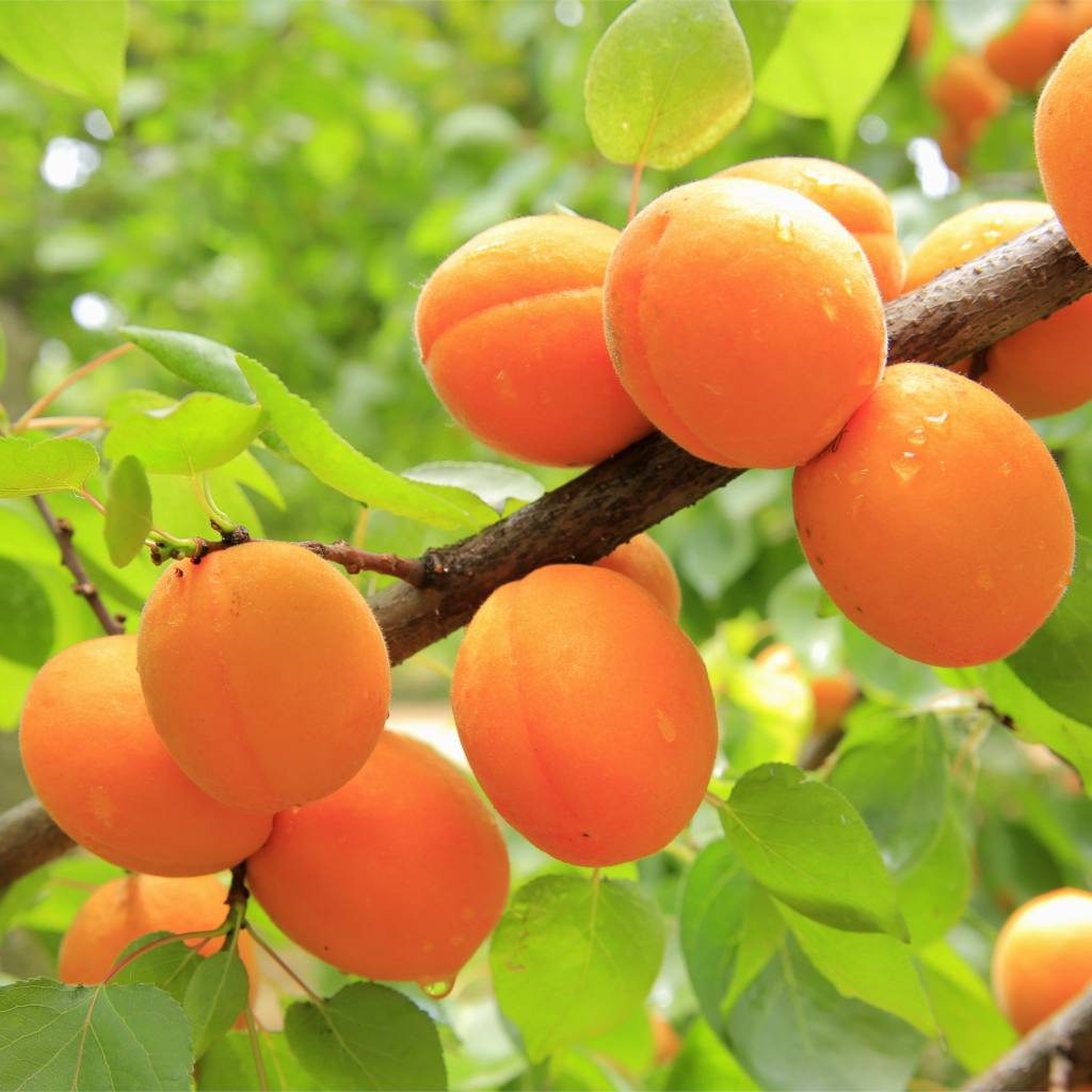 Plante damascos no jardim quando houver pouco espaço