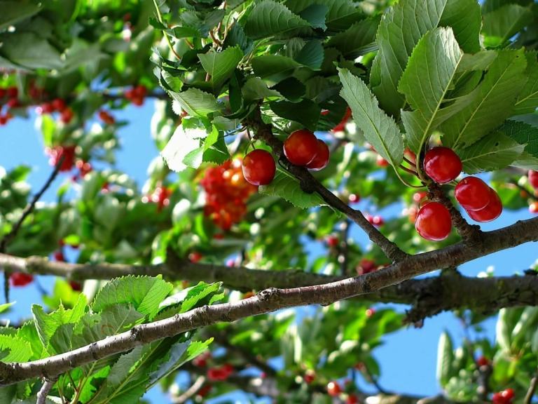 As cerejeiras são muito apreciadas para o jardim e as frutas são deliciosas