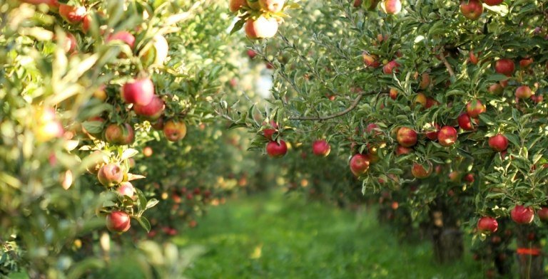 Escolha árvores frutíferas para o jardim com a macieira como um clássico.