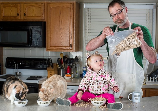 gatos alimentando cozinha imagens alice bee