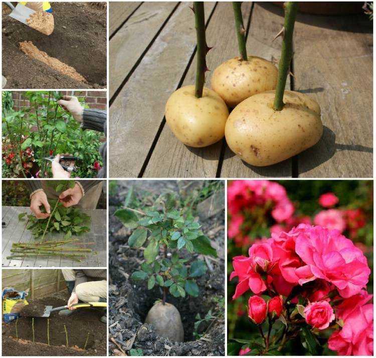 Roots Roses Cuttings Batata