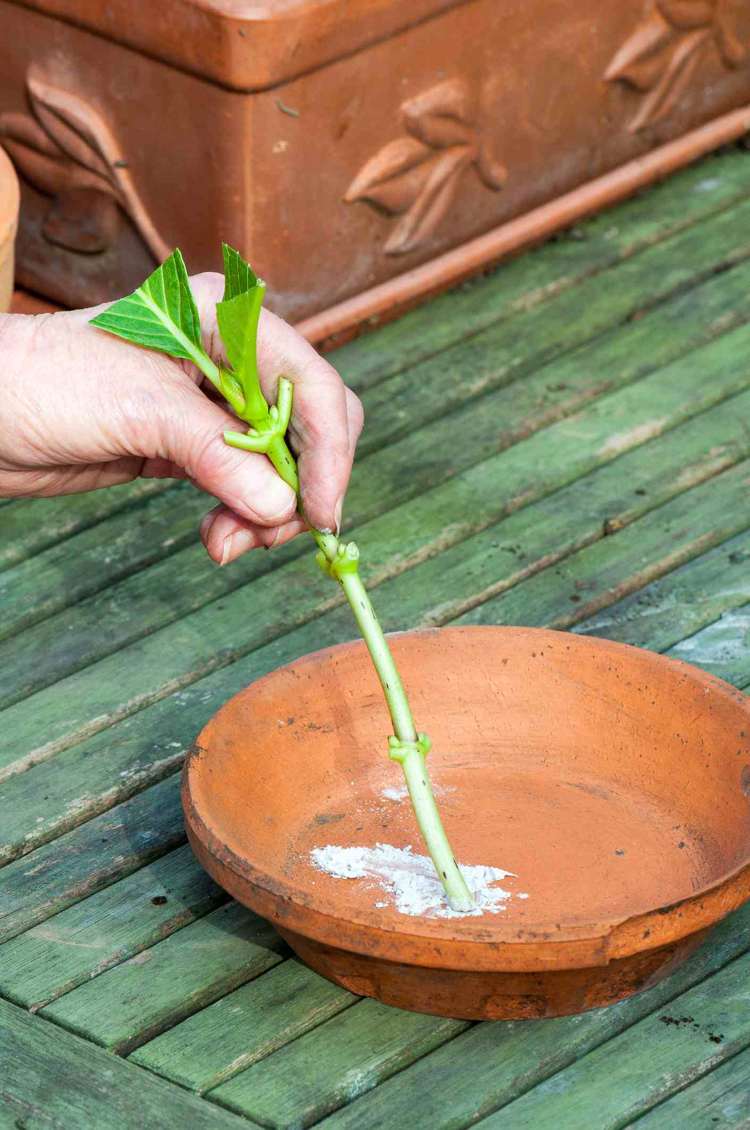 Hortênsias por estacas propagam pó de enraizamento