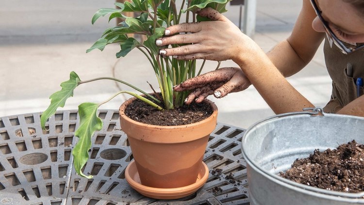 Encha um vaso maior com terra para vasos para plantas verdes ao ar livre para evitar a sujeira