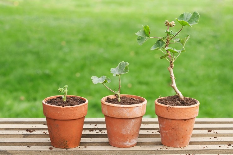 Fases de repot de plantas de interior remova-as cuidadosamente do vaso para um crescimento saudável