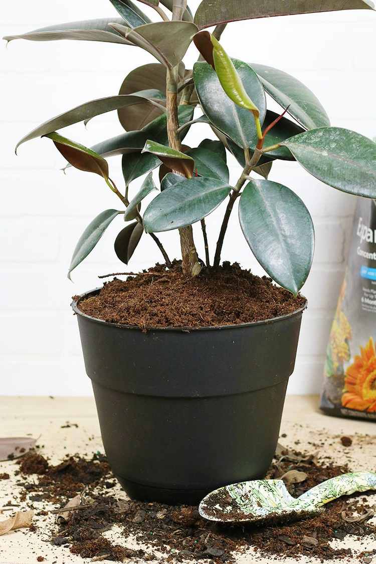 Repot uma seringueira das plantas caseiras e use solo fresco com fertilizante