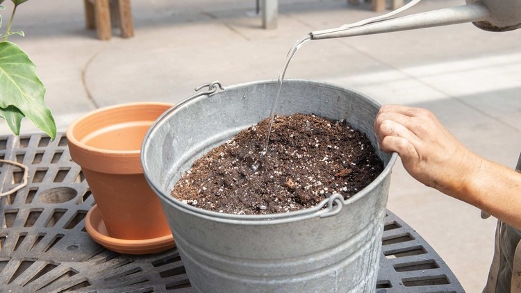 regar o solo de envasamento em um balde separado para melhor cuidar da planta no vaso