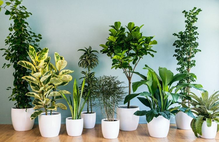 Repotting plantas de interior em vasos de cerâmica branca arrumadas plantas verdes na sala de estar